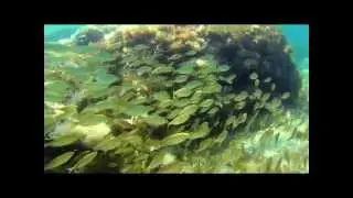 Snorkling with hundreds of fish near Rovinj-Croatia [GoPro Hero3 Black edition]