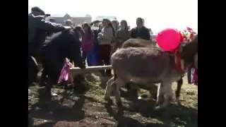 День первой борозды. с.  Меусиша, Дахадаевский район.