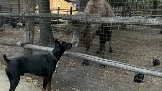 Его учат убивать а он с ними дружит