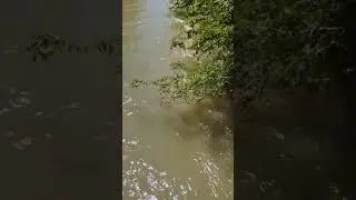 SWOLLEN RIVER IN FLOOD / FIUME IN PIENA || FLORIDEAS #video #vlog #nature #river  #shorts #flood