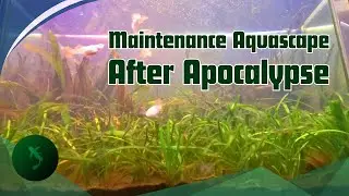 Cara memelihara Aquascape (setelah rescape) ? | #aquascape1rd | Natural Style, NO FILTER, NO CO2
