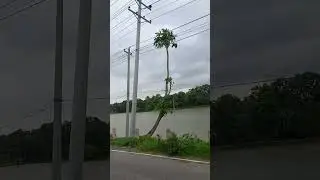 Flood in Bangladesh #flood#rsjabari#bangladesh #nature #river