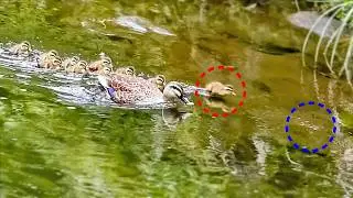 Mother duck suddenly attacked, frightened babies show their courage