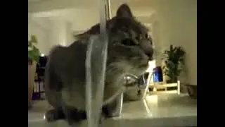 У кота сушняк - приколы