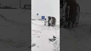 Авто лежит на крыше! Как поставить на колёса? Легко! Эвакуатор придёт на помощь ☎️🦫☎️