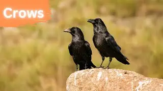 Crows - The Most Intelligent Birds 4K