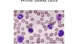 IGCSE 2.7  Blood (Ms Cooper)