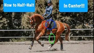 How to Half Halt at the Canter