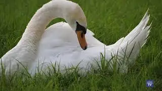 Junge Schwäne am Bodensee