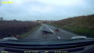 Waveney Harriers causing hunt havoc near Halesworth // Waveney Harriers, 5 December 2018