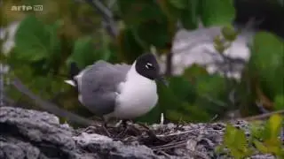 Nature Documentaire  Francais  Les BAHAMAS►l'incroyable origine de leurs bancs de sable►{Documentair