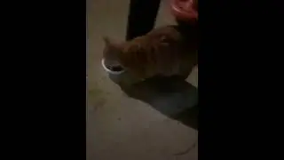 욕심쟁이 고양이 밥그릇 싸움