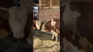 My farm