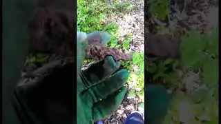 НАШЕЛ ИНТЕРЕСНЫЙ КЛЮЧ| МОЛОДОСТЬ В ДЕРЕВНЕ 