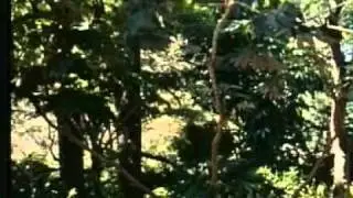 Потоп погибший мир-док фильм