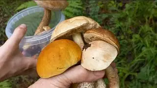 Нежданно-негаданно. Дары леса.🌲🍄