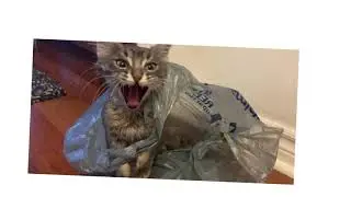 Niko Piko the Siberian Cat playtime!!