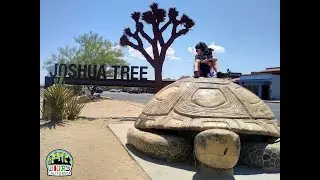 Weird Joshua Tree