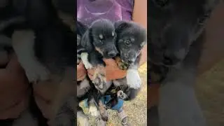 Приют для животных