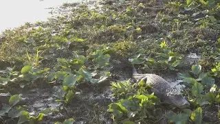 Alligators in Tennessee