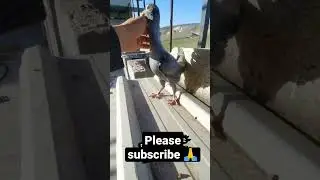 Daku x kabootar 🕊️ #short #ytshorts #how #shorts