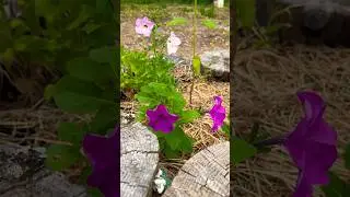 June Garden Vibes