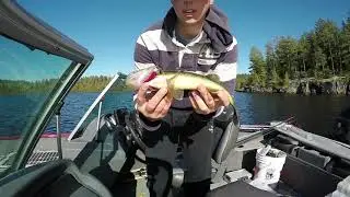 Fall Walleye