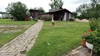 Кормим аиста Боцю.