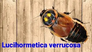 Тараканы - автомобильчики. Lucihormetica verrucosa. 