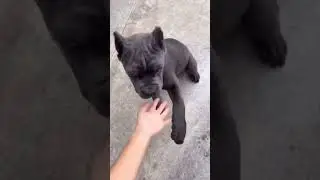 Cane Corso puppy getting trained 💪  #canecorso #canecorsopuppy
