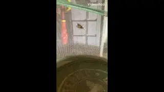 European Hornet Adult Rescued from the Cold