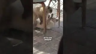 Скажите, что я не одна так ору, когда заснула🤣 Эти котики в ближайшей кафешке!! Люблю♥️