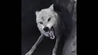 Волк в цирке не выступает 🐺
