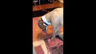 Dog ripping flesh off bones