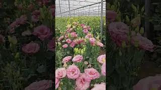 very beautiful flowers harvest time