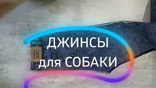 Джинсы для собаки без построения из старых джинс