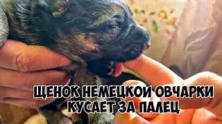 Щенок немецкой овчарки кусает палец || щенки Линча и Риции