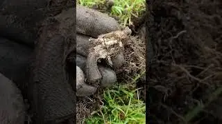 Нашёл револьвер.