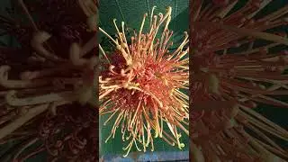 Symphony крупноцветковая паукообразная хризантема 🦋 ан 6.