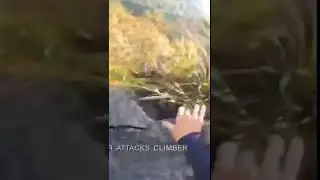 Напал МЕДВЕДЬ, драка с медведем 