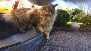 Mr Petcam HD - Explore Your Pet's Secret Life - Collar Pet Camera