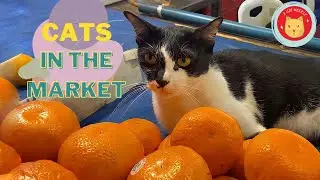 Daily life of a cat in the market