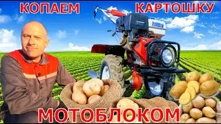 Копаем картофель мотоблоком Shtenli 1900pro.