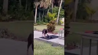 This otter thinks he is a dog likes to play