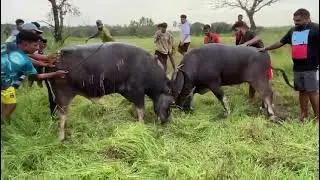 Bullfights Goa || Traditional Dhirio Sport || Goan Dhirio Sport ||