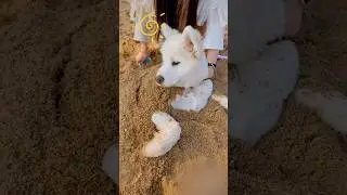 “야 집에 좀 가자!” 모래와 사랑에 빠진 댕댕이 🐾❤️ #shorts #cute #animals #댕댕이 #강아지 #pets