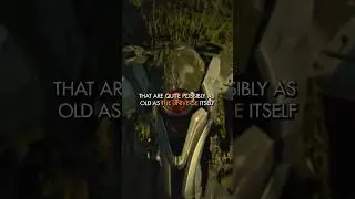 What are the Vex | Destiny 2