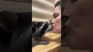 Как целуются еноты…
