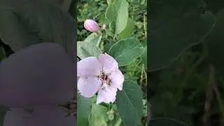 Айва цветущая в наряде.  Цветение взрослого дерева айвы.