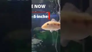 THEY GROW SO FAST: AZULE PEACOCK BASS
